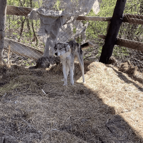 Dog Abandoned Near Frontlines with Life-Threatening Disease Needs Your Support to Survive