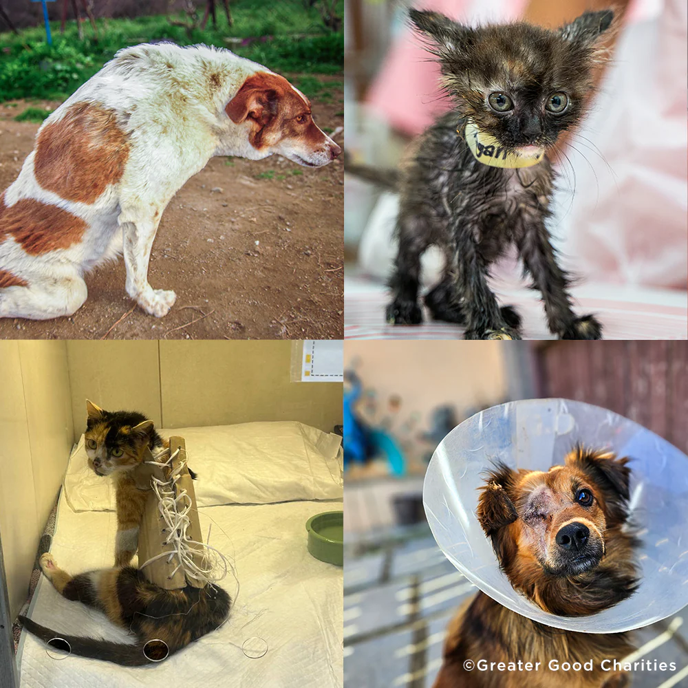 The Latest Shelter Challenge Has Wrapped, and Rescues Are Splitting $8 ...