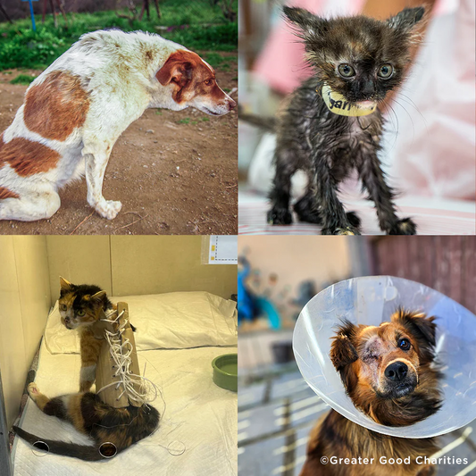 Emergency Animal Care Fund