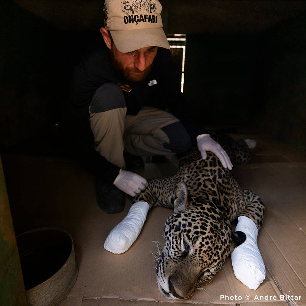 Endangered Jaguars Burned in Horrific Wildfires Need Your Help