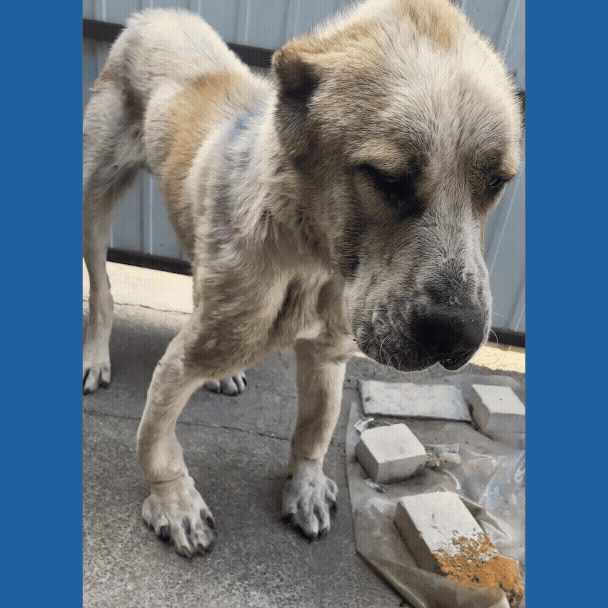 Funded: Emaciated Dog Found on War-Torn Streets Barely Able to Stand Needs Your Help