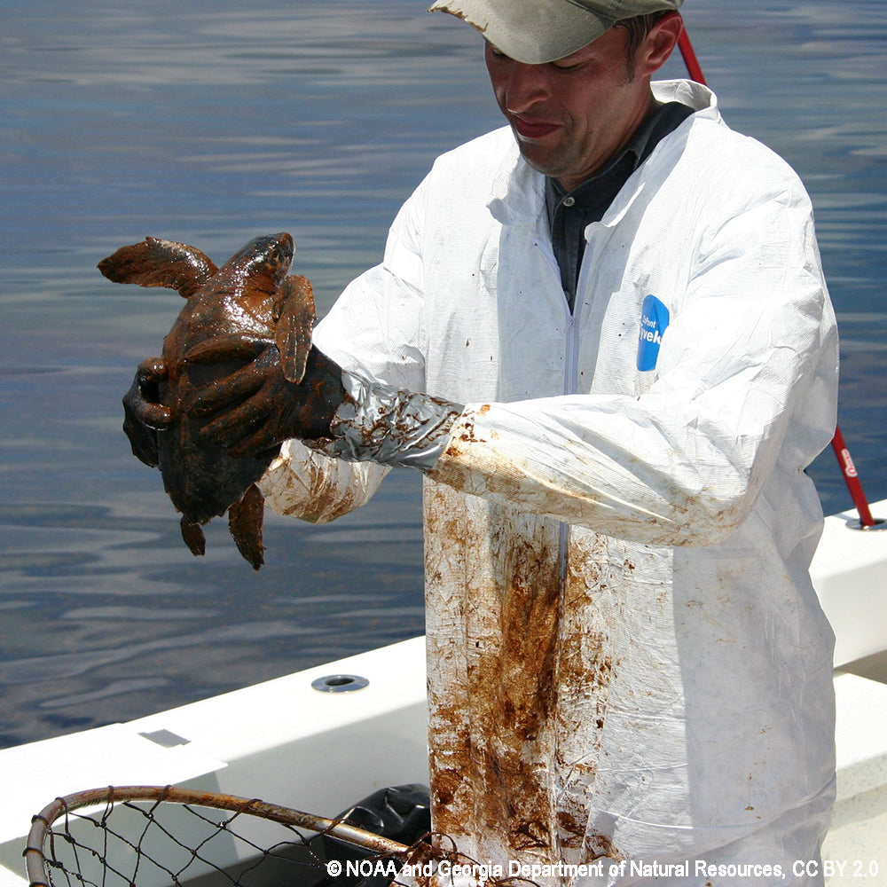 Federal Protections Gutted, Critically Endangered Species At Risk