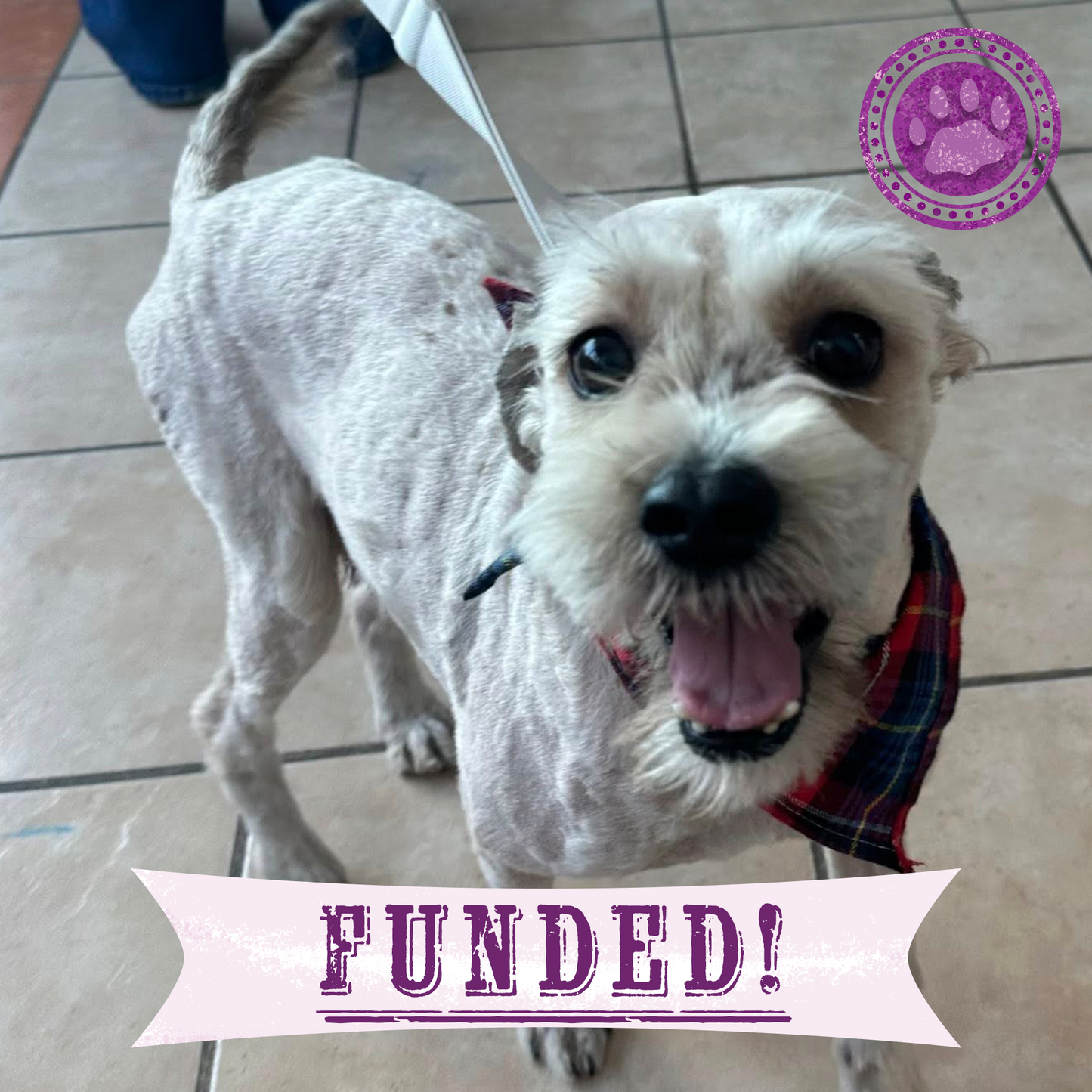 Funded: Help Angel Recover from Multiple Broken Bones