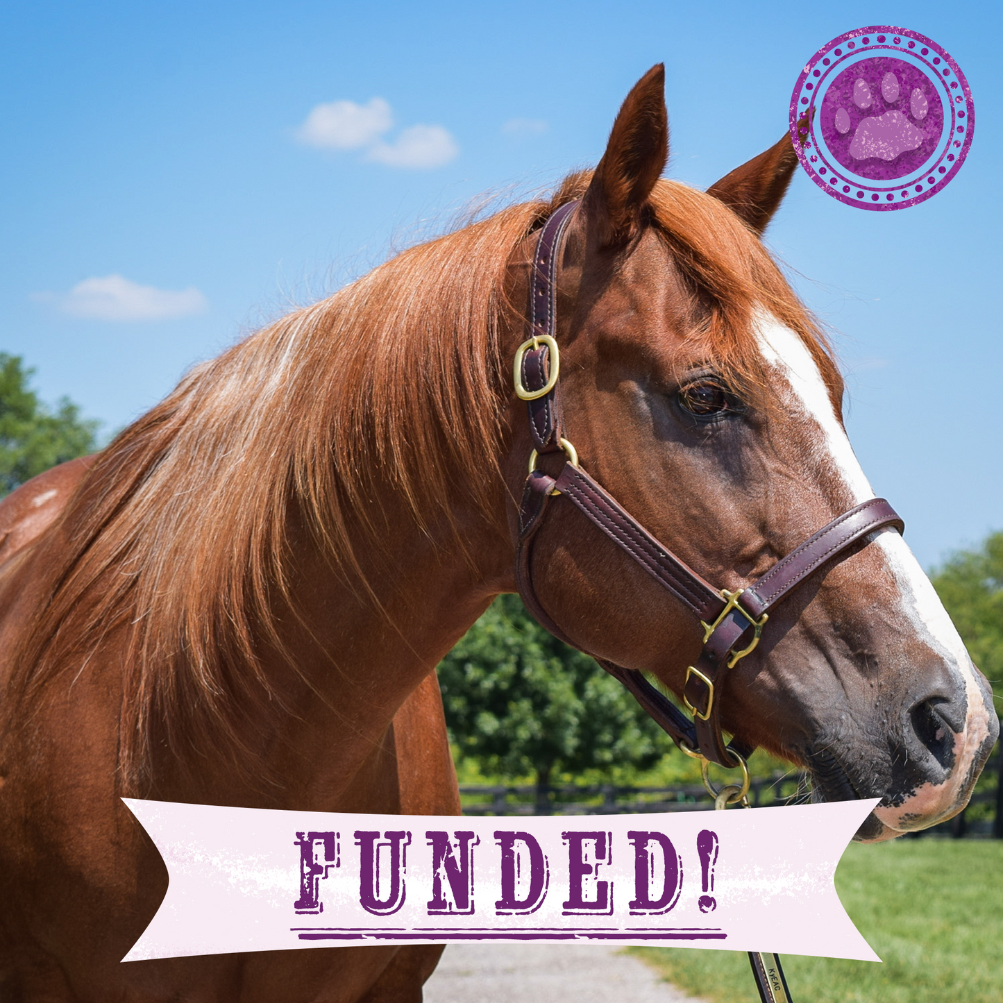 Funded: Support Annie as She Recovers From Malnourishment