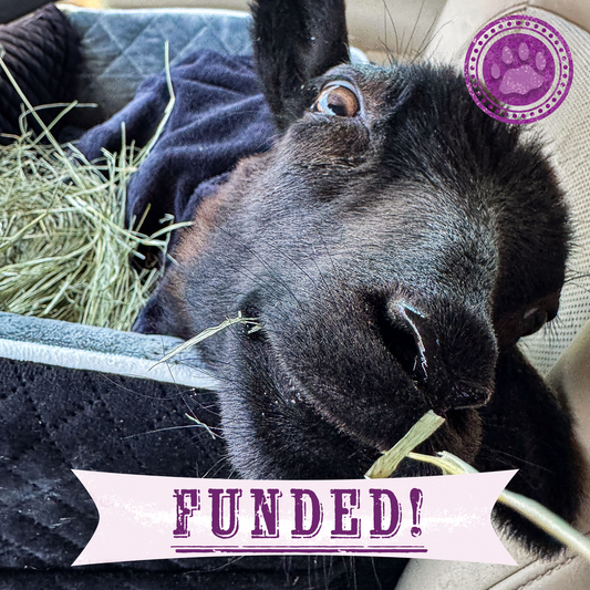 Funded: Lamb With Broken and Necrotic Leg Needs Emergency Surgery