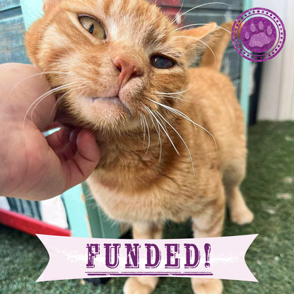 Cat being petted with a 'Funded!' banner and paw print logo in the corner.