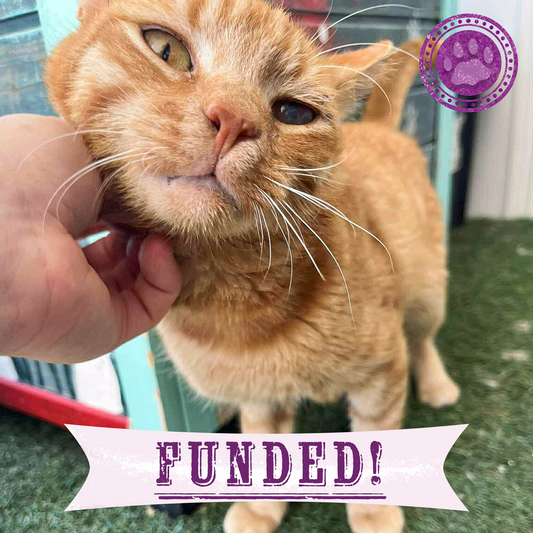 Cat being petted with a 'Funded!' banner and paw print logo in the corner.