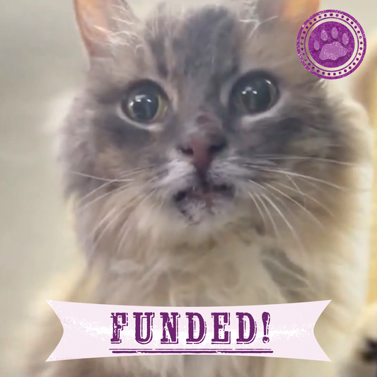 Funded: Help Senior Cat Rescued From Frontlines Heal