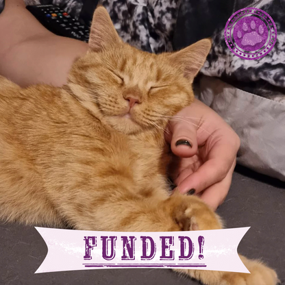 Funded: Busya the Beautiful Cat Warrior is in the Fight of Her Life