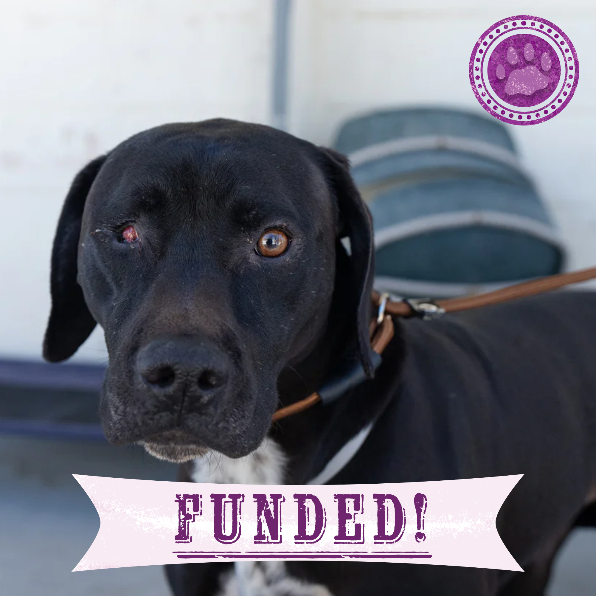 Funded: Help Dog with Missing Eye Trust Again After Being Rescued from ...