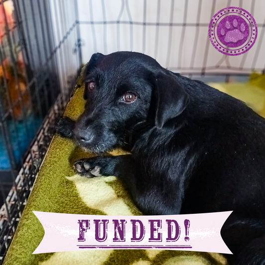 Funded: Help Heal Effie's Badly Broken Legs