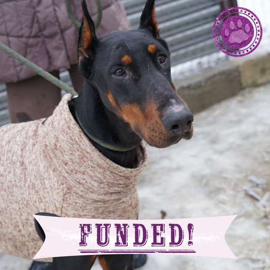 Funded: Emaciated Dogs Rescued from War-Torn Village Need Your Support to Survive