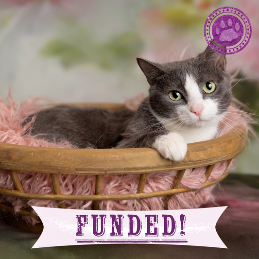 Funded: Help Emma Heal After Losing Kittens & Battle Severe Infection