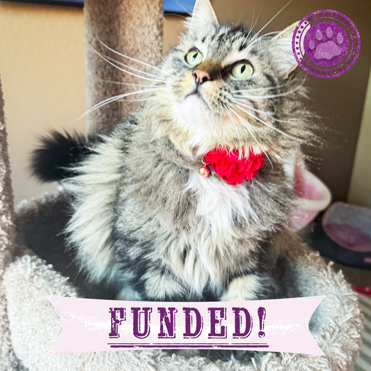 Funded: Fatima's Severe Leg Wound Needs Urgent Care