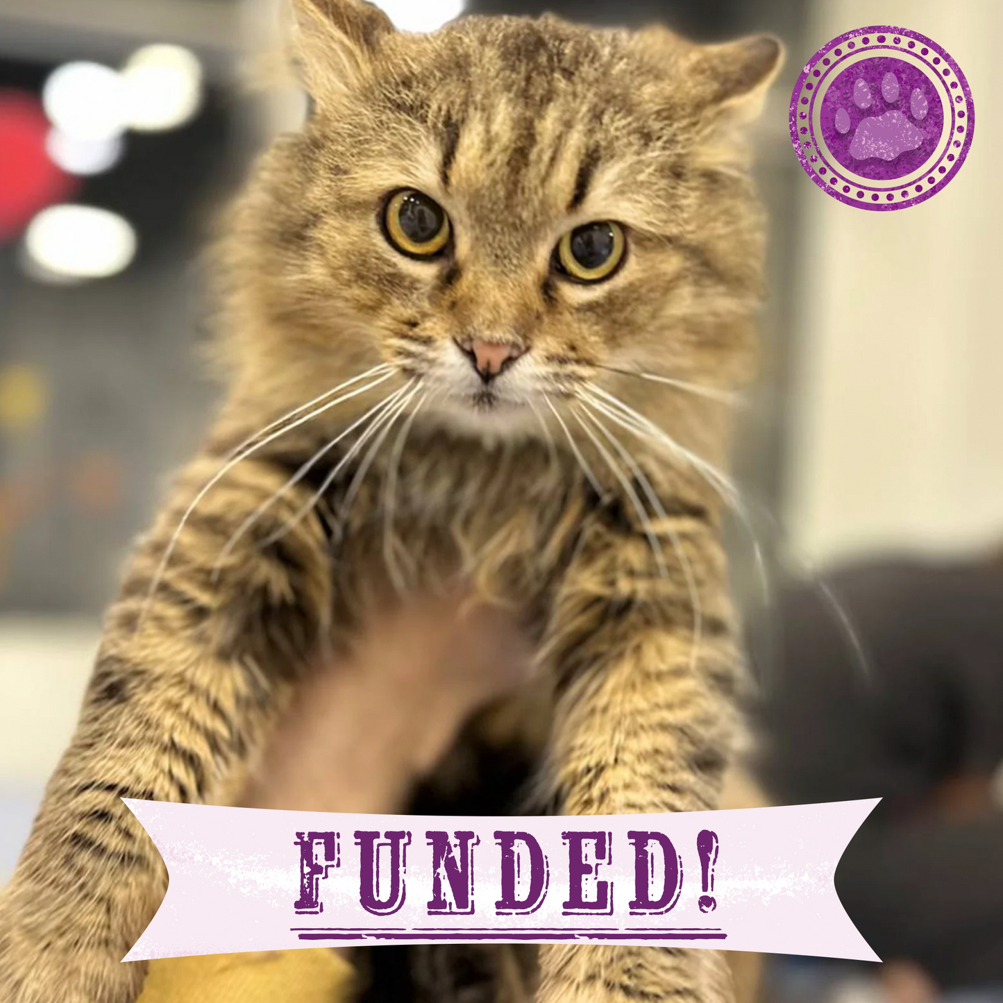 Funded: Help Abandoned Cat Overcome Excruciating Pain