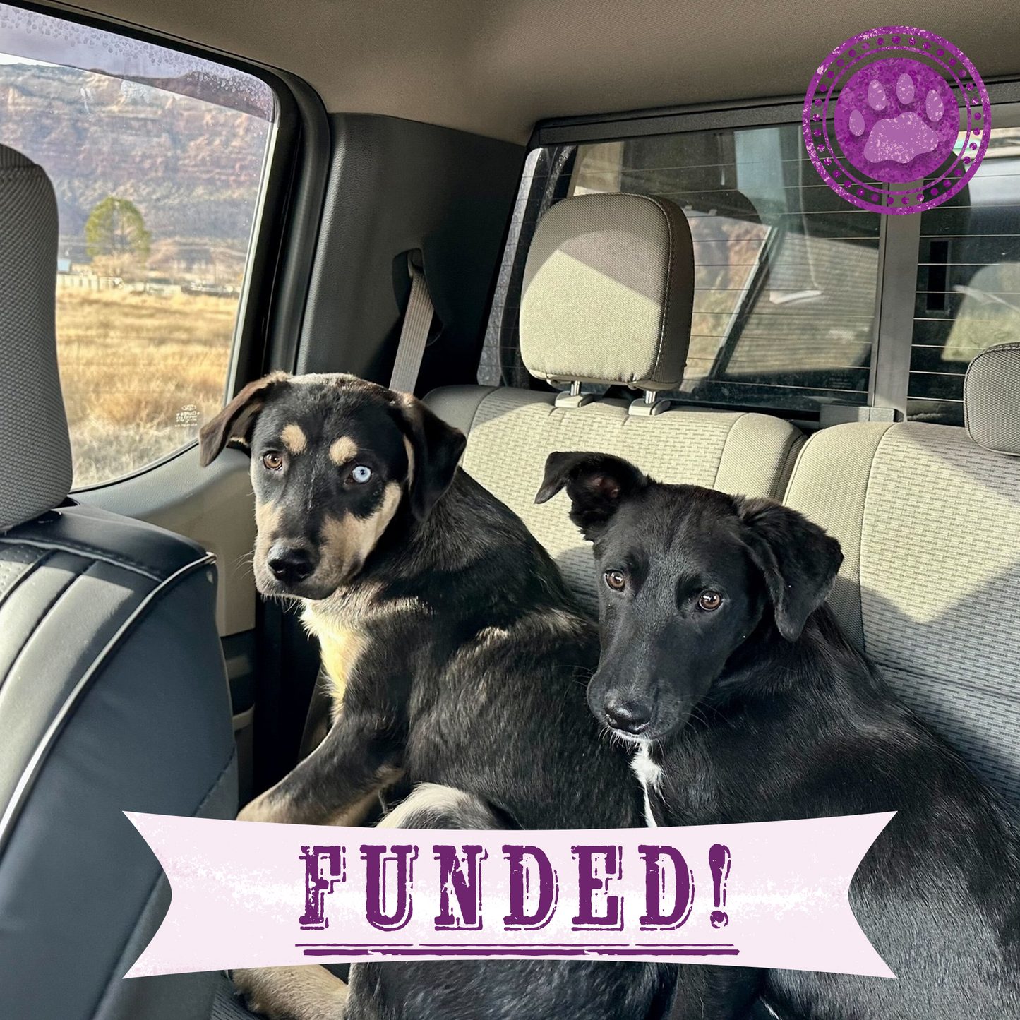 Funded: Sick Puppies Abandoned at Gas Station Need Your Help to Heal