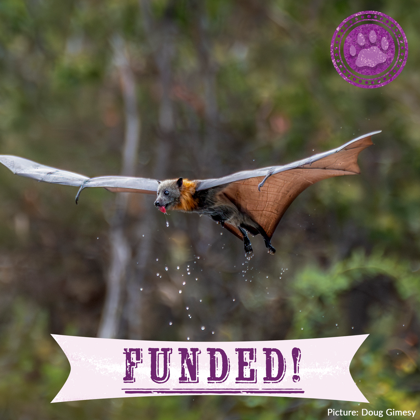 Funded: Save Flying Foxes Threatened By Australia Bushfires