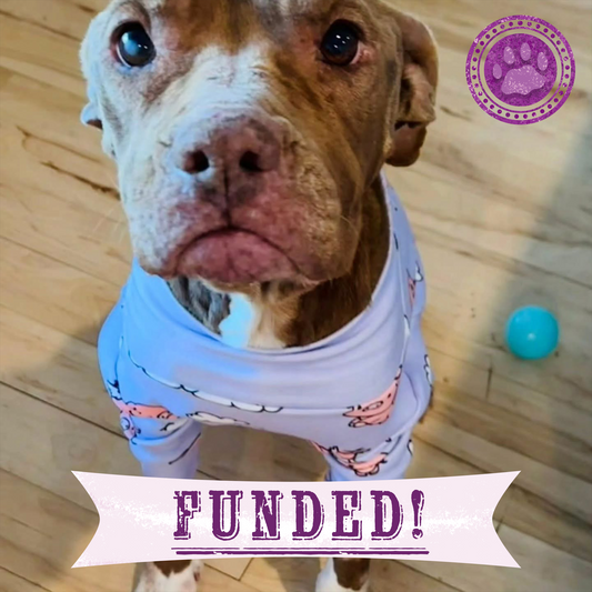 Funded: Save Glory Before Her Heart Gives Out to Heartworms and Heart Disease