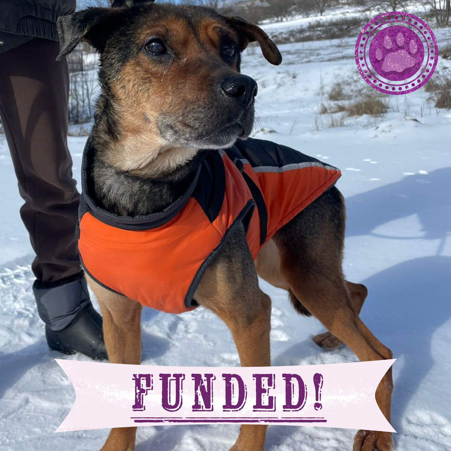 Funded: Skinny Ukraine Dog With Life-Threatening Tumors Needs Your Support