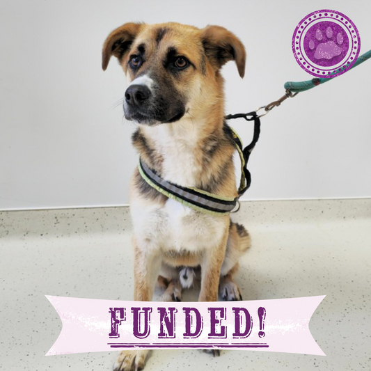 Funded: Harley Needs Knee Surgery to Walk Without Pain