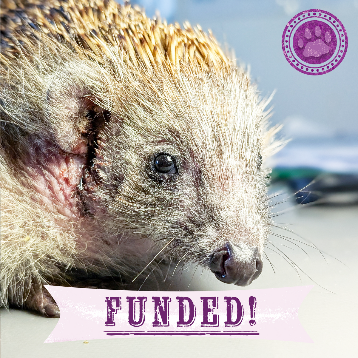Funded: Sick, Vulnerable, and Fighting to Heal - Two Hedgehogs Need a Lifeline