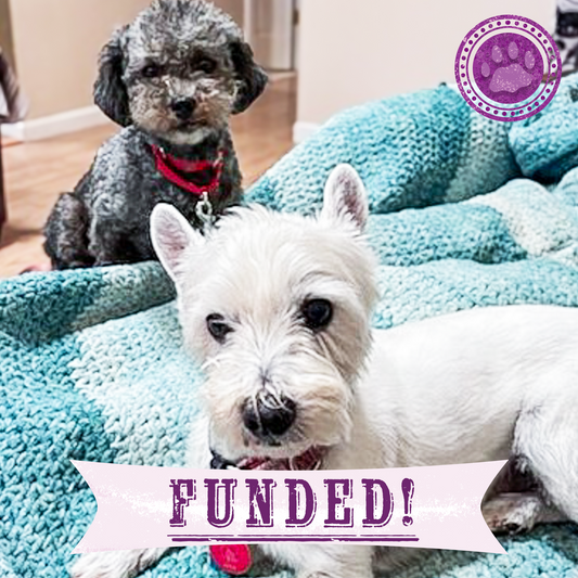 Funded: 153 Animals Rescued From Hoarding Horrors Are Now Fighting for Their Lives