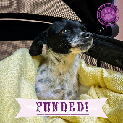 Funded: Dog Found Near Death After Being Hit by Car Needs Your Support to Heal