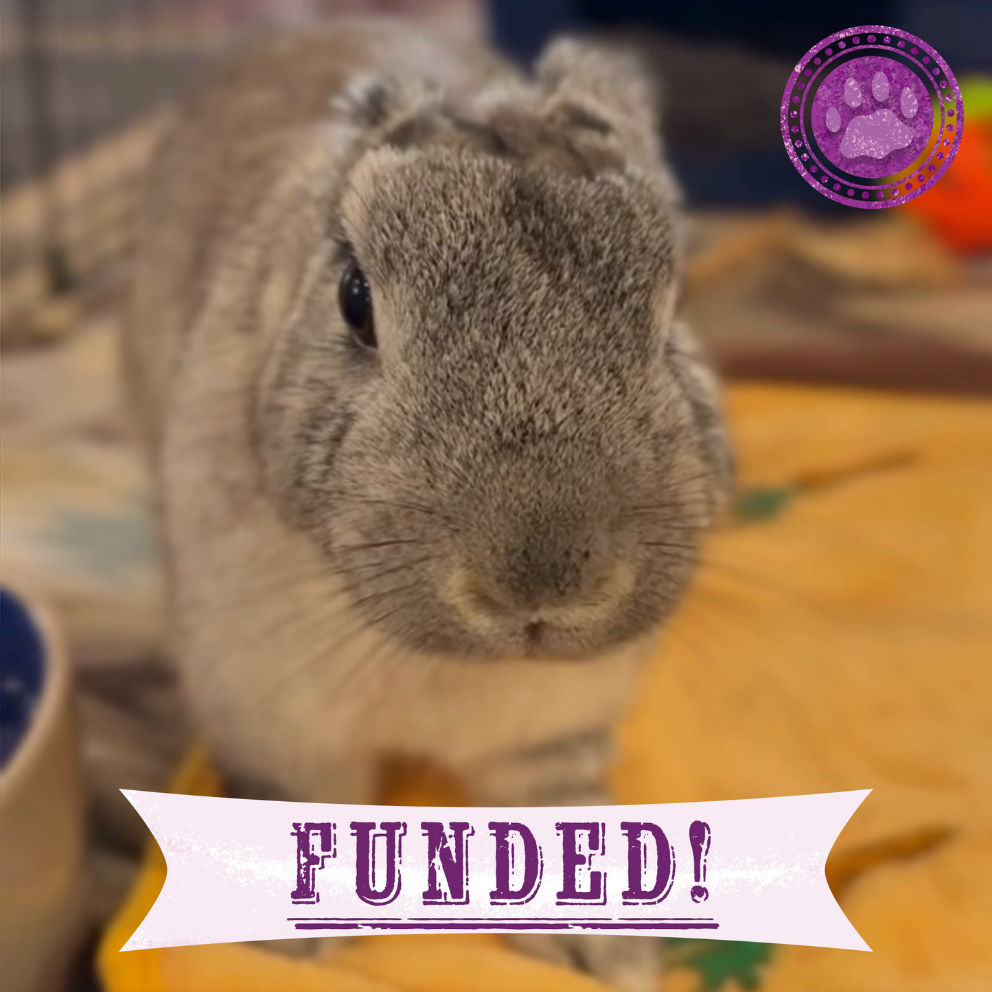 Funded: Help Linus the Rabbit Heal After Double Ear Amputation