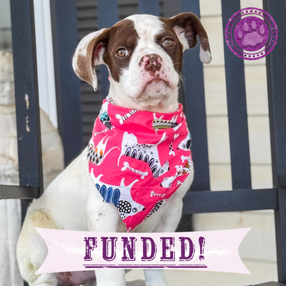 Funded: Stray Puppy in Critical Condition Needs Emergency Surgery to Heal