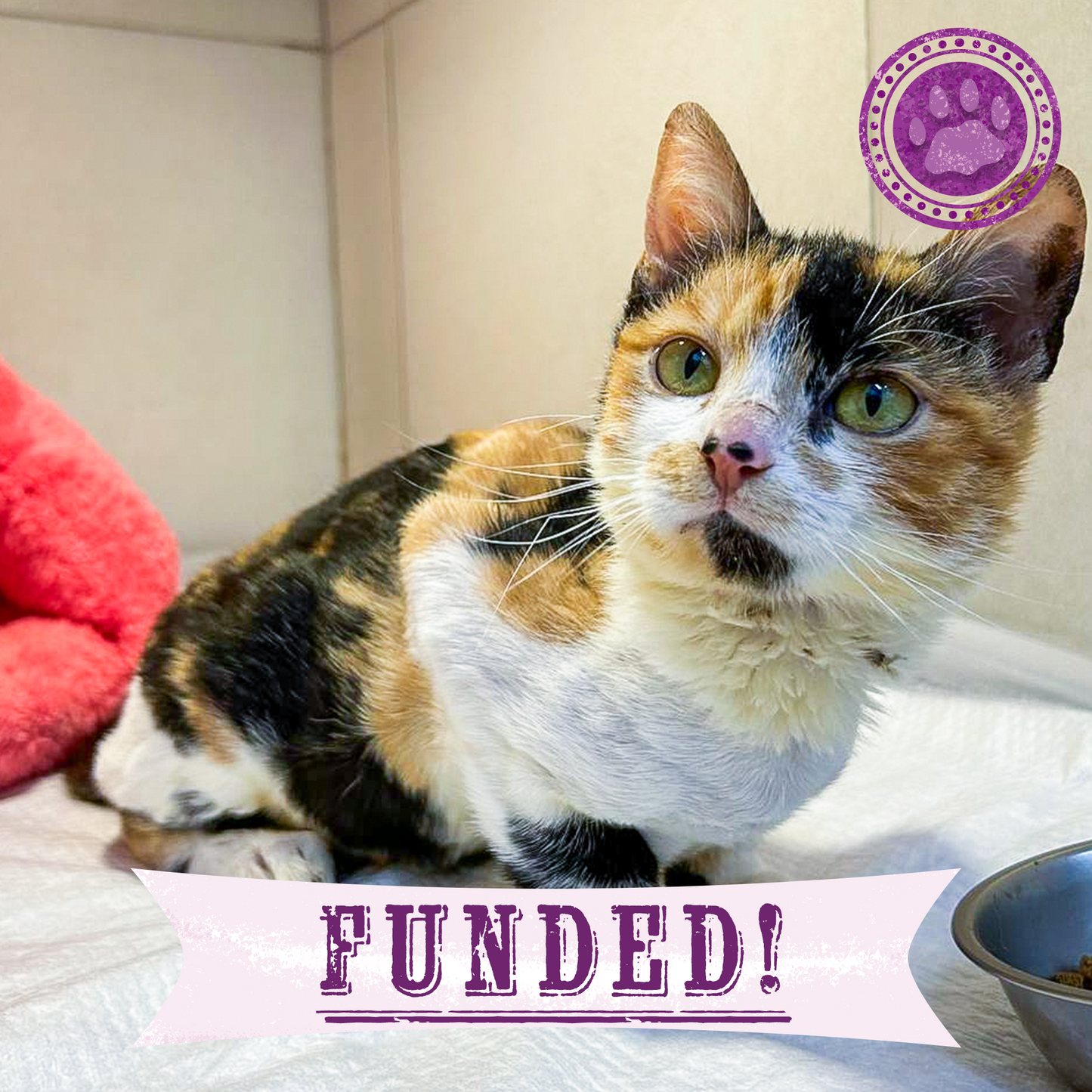 Funded: Luna Needs Support to Get Back on Her Feet