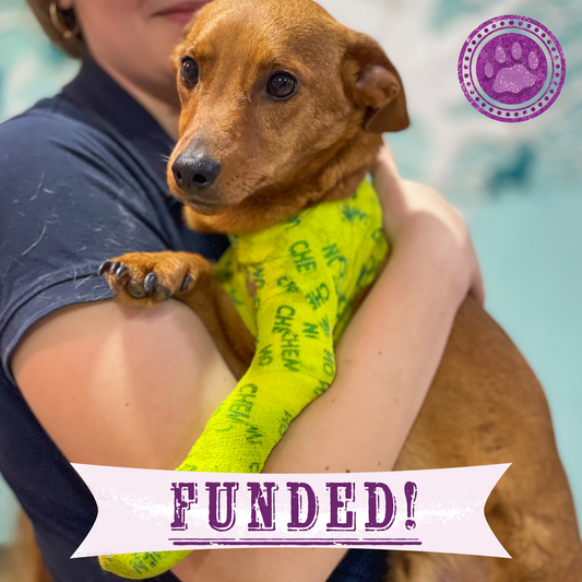 Funded: Support Lyubchik as He Heals from Pelvic Fracture