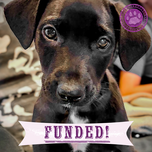 Funded: Dangerously Ill Puppy Mae Needs Emergency Care to Survive