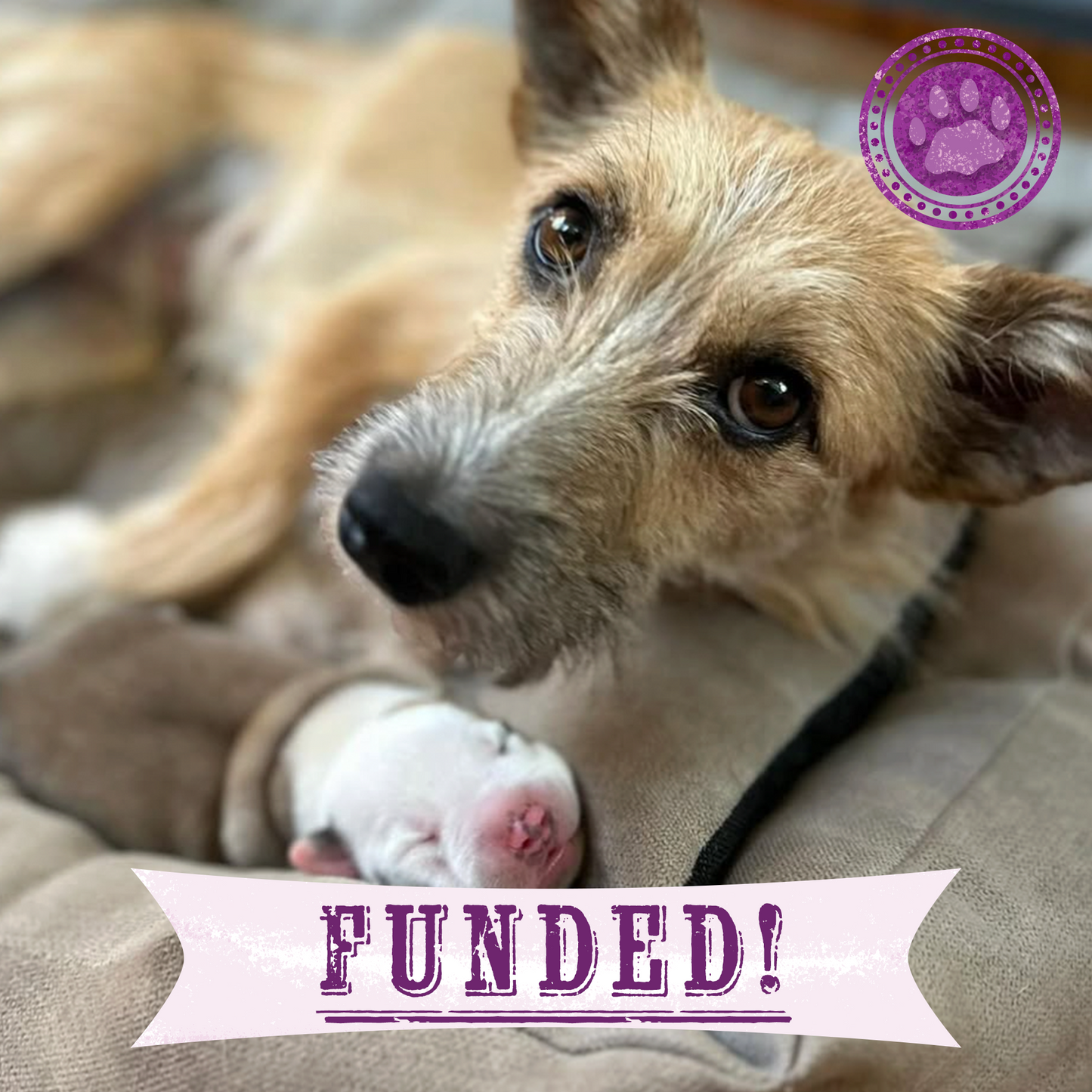 Funded: Help Save Malnourished Mama and Her Newborn Puppy Found in War Zone