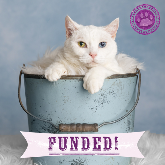 Funded: Help Senior Cat Monet Recover from a Collapsed Lung