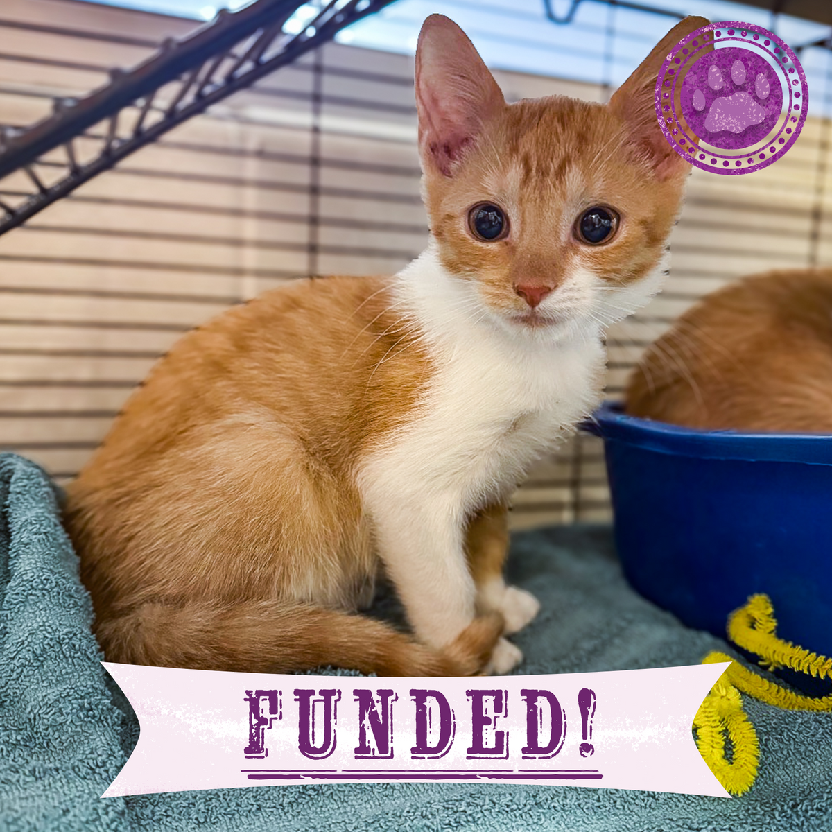 Funded: Help Over 50 Sick Cats Rescued from Deplorable Conditions Reco ...