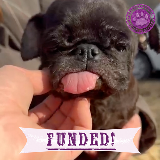 Funded: Care for Neglected Senior Pug Rescued from Horrifying Breeding Farm