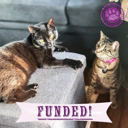 Funded: Rescued Kitten with Inflamed Eye Needs Surgery to See Again