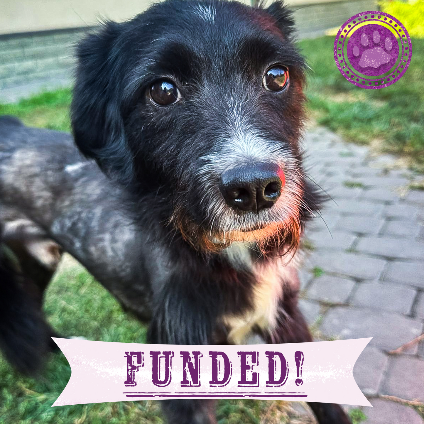 Funded: Help Ukraine Dog Found in Rubble of Destroyed Building Get Emergency Surgery