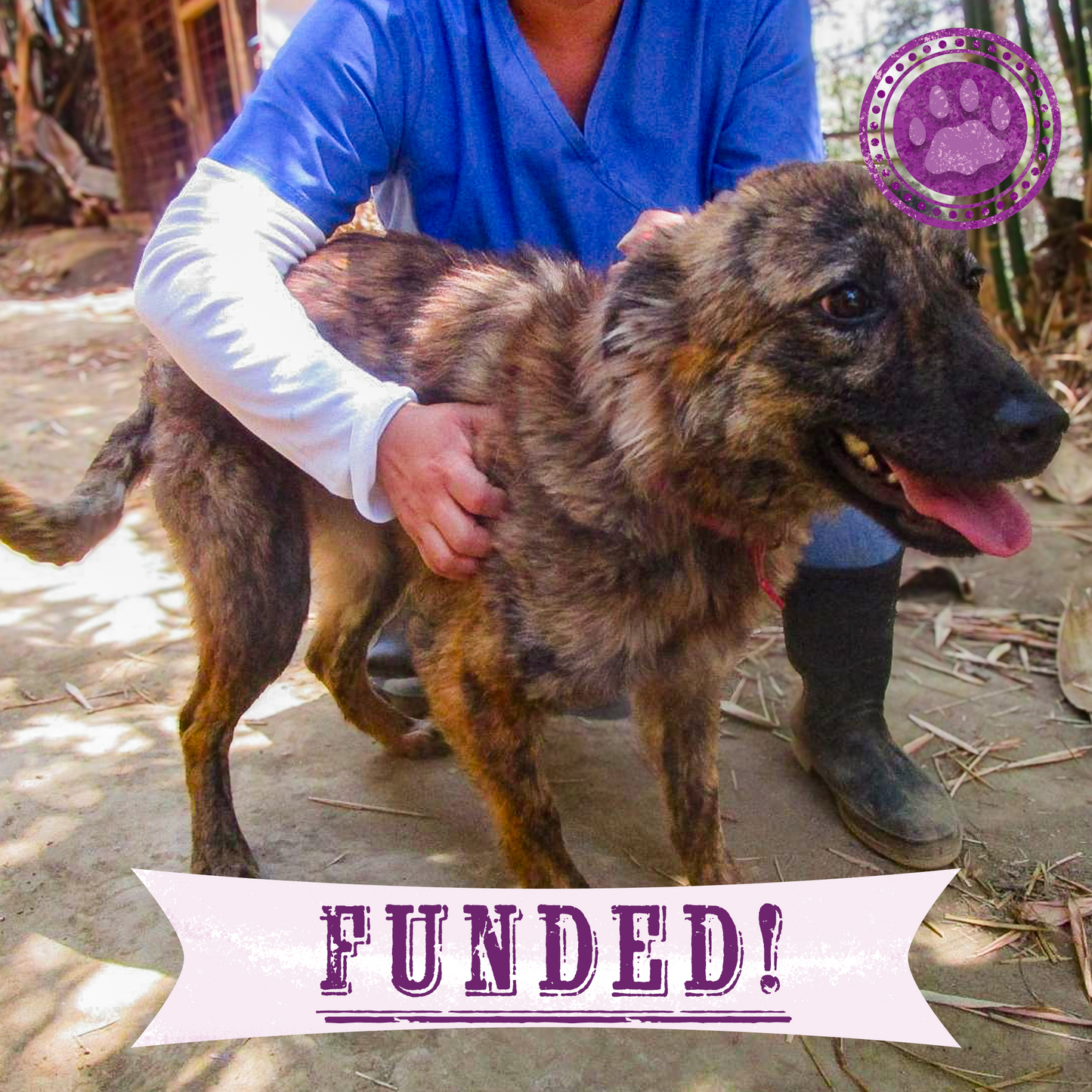 Funded: Street Dog Covered in Infected Wounds Needs Your Help to Heal