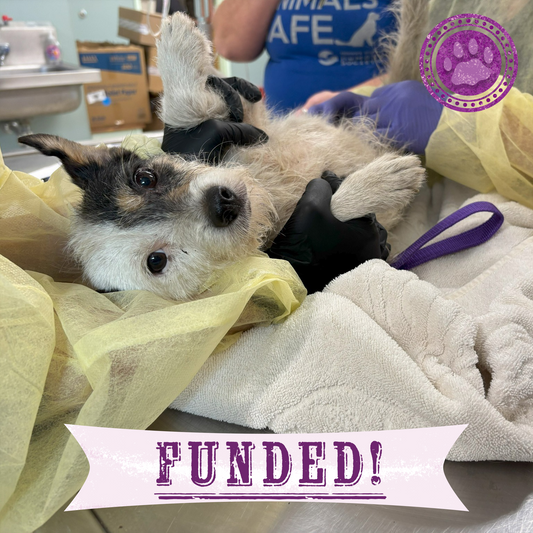 Funded: Help Neglected Dogs Jazz, Rock, and Opera Heal in Harmony