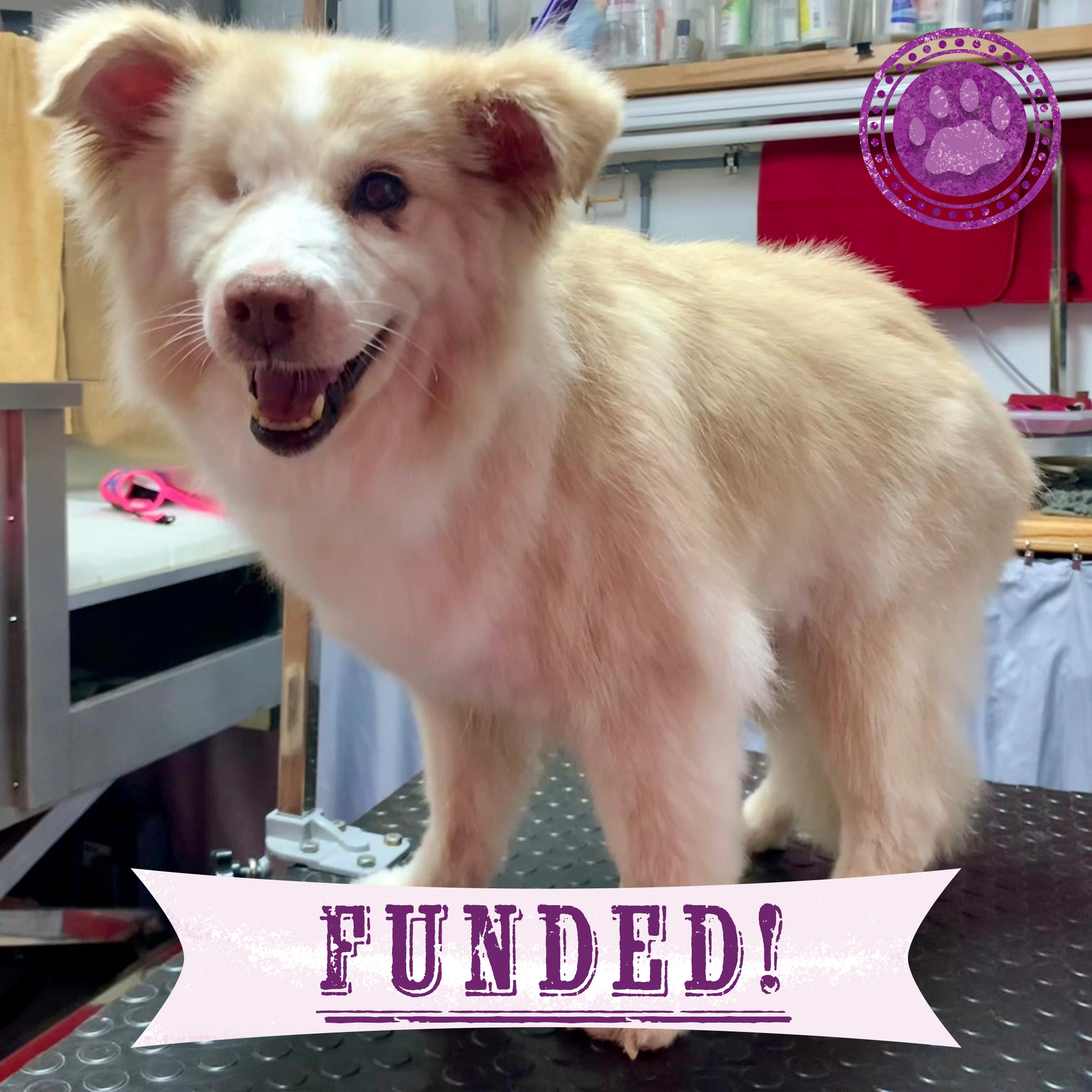 The Philippines Puppy Dog Rescue Near Me Philippines Pet Rescue