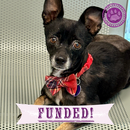 Funded: Support Rusty's Recovery After Gruesome Animal Attack