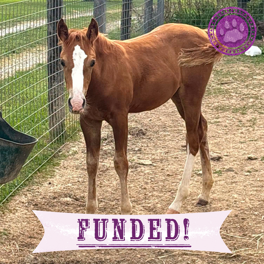 Funded: Newborn Horse is Fighting for Her Life- Help Save Saffron