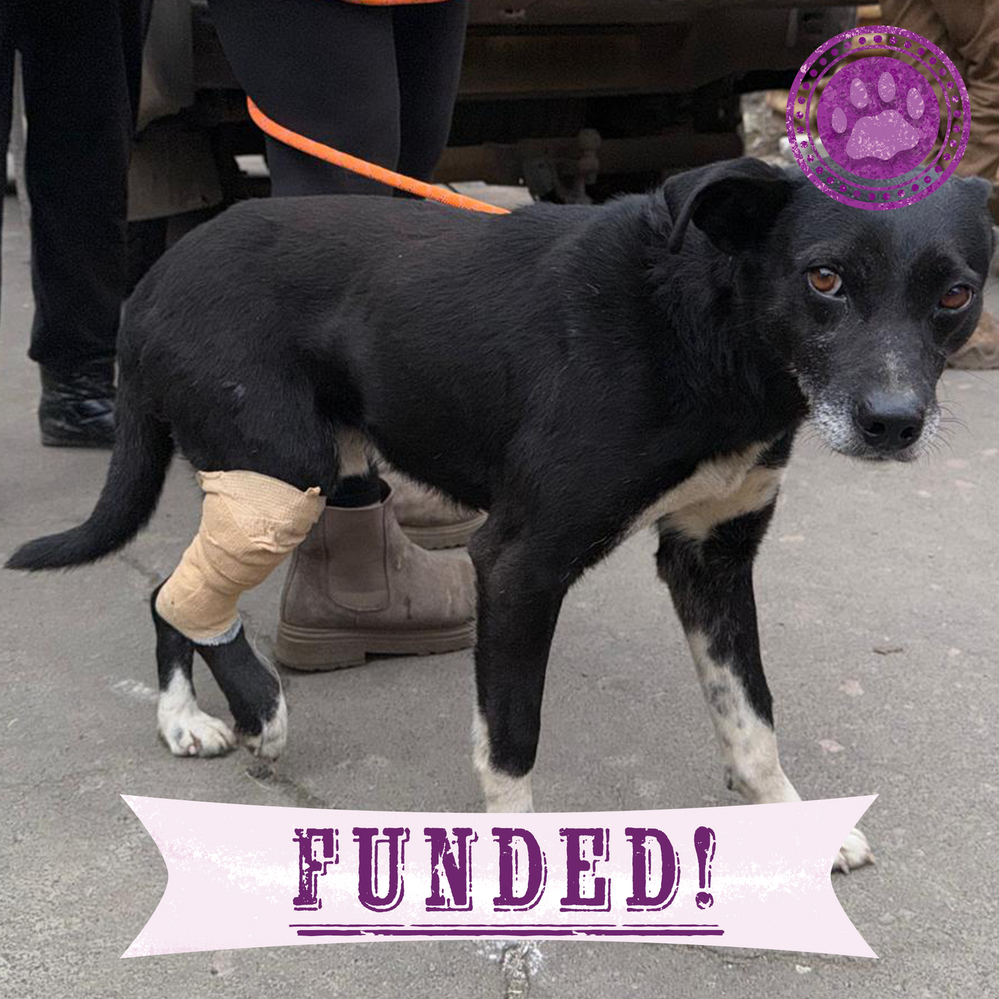 Funded: Ukraine Dog Injured by Russian Drone Needs Emergency Care