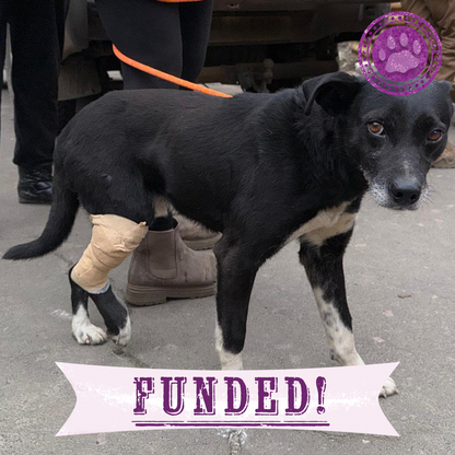 Funded: Ukraine Dog Injured by Russian Drone Needs Emergency Care