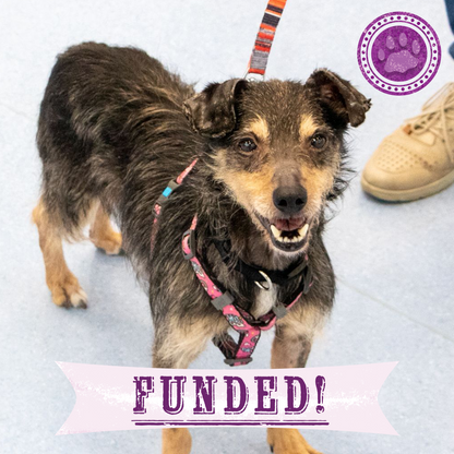 Funded: Dog Rescued from Frontlines Suffering from Parvo Needs Your Support to Survive