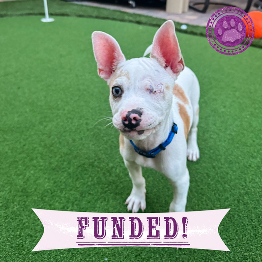 Funded: Shelter Puppy with Ruptured Eye Needs Your Support to Heal