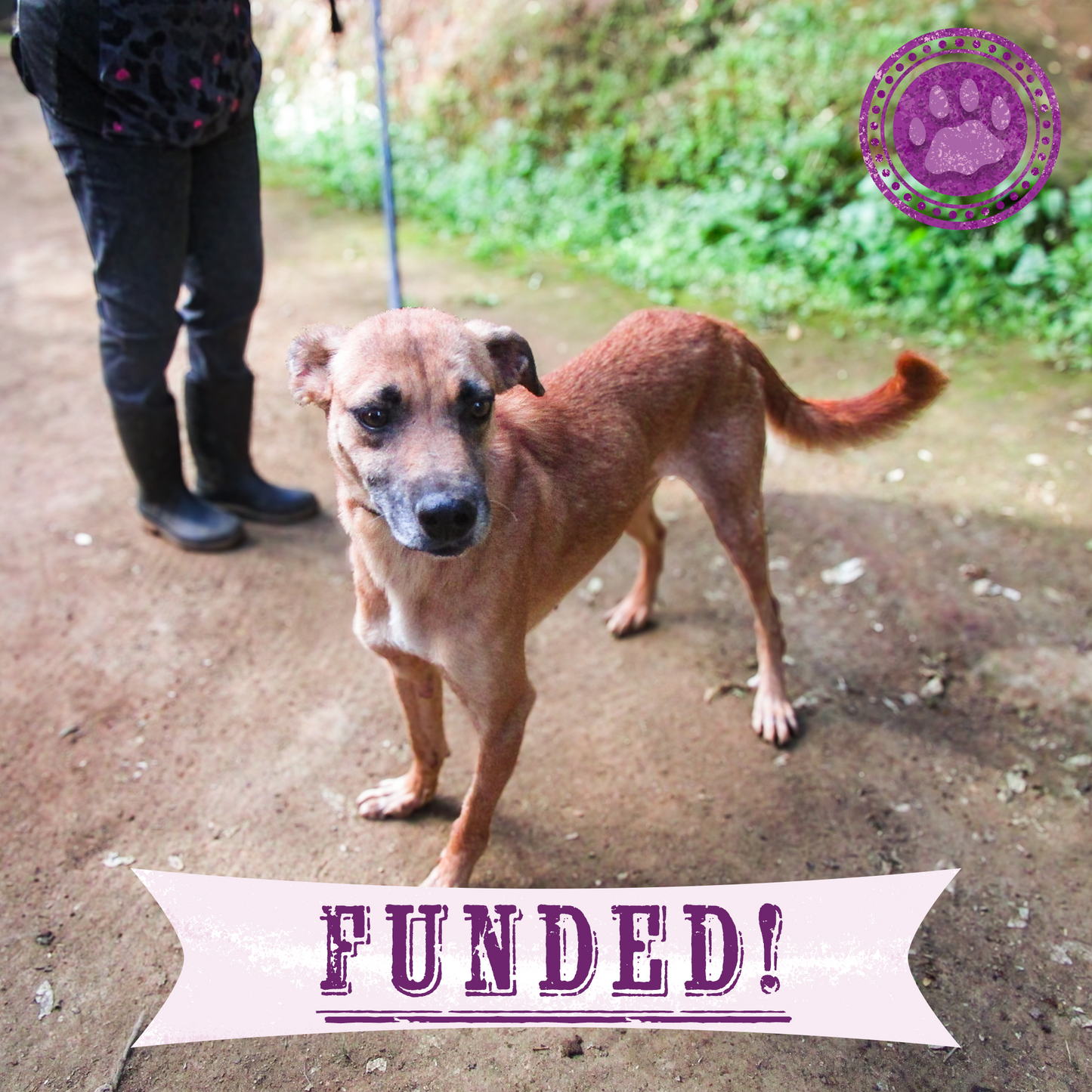 Funded: Help Tito Who Was Attacked by Other Stray Dogs Heal from His Wounds