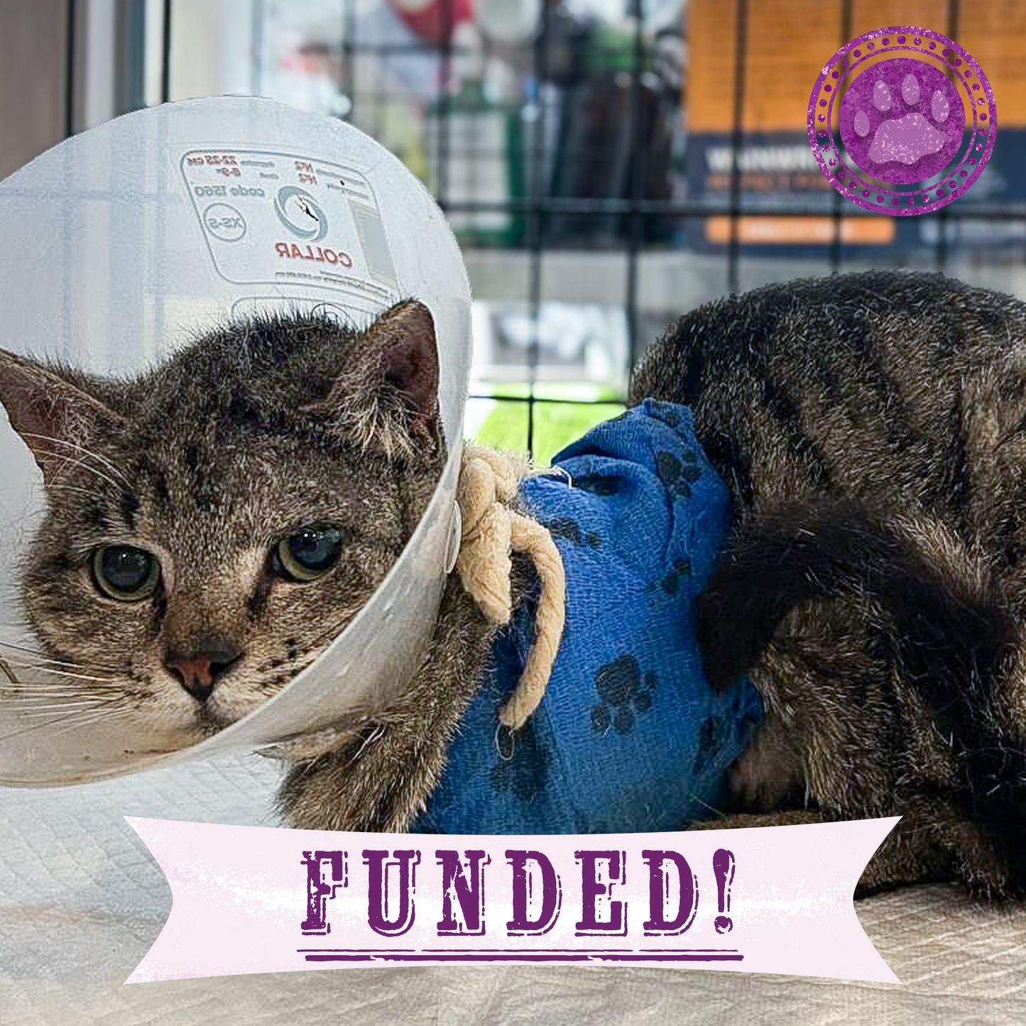 Funded: Give Cat With Crushed Front Legs Second Chance He Deserves