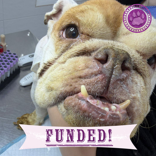 Funded: Provide Care for 54 Dogs Rescued from Horrifying Breeding Farm